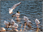 foto Lungo il Fiume Brenta